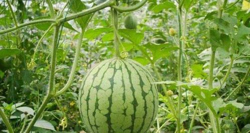 怎么形容西瓜的味道 西瓜的口感和味道