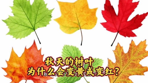 怎么给孩子解释秋天树叶变黄 为什么秋天的树叶会变黄20字