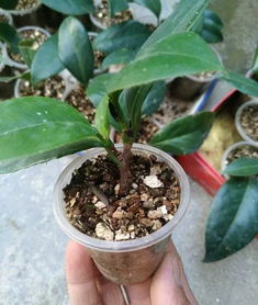 怎样扦插钱串子 钱串子夏天扦插能生根吗