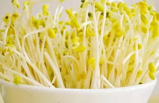 怎样发豆芽才能又胖又嫩 豆芽又快又好的建议