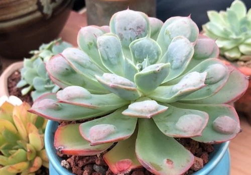 怎样判断植物服盆成功了 怎么看植物有没有服盆