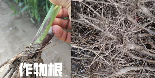 想要根系发达用什么肥 什么肥料能使根茎粗壮