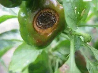 急性炭疽病的用药配方 治疗严重炭疽病特效药