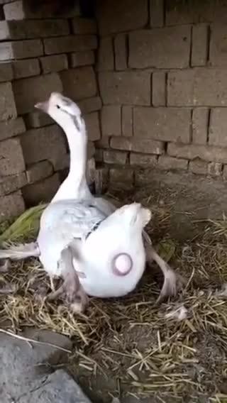 怎样看出鹅要下蛋了 鹅初次下蛋前的十个征兆