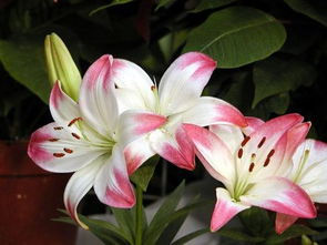 情侣之间送百合花代表什么 送百合花必分手