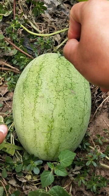 怎样切三角形西瓜简单 最简单切三角形西瓜视频