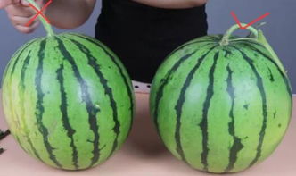 怎样选西瓜最甜最好吃 挑西瓜最好的三个方法