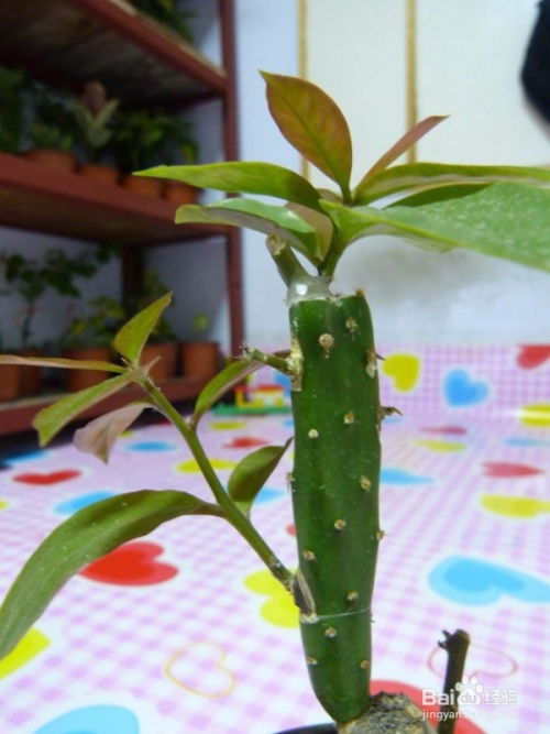 怎样养粗叶仙 最粗的叶仙图片