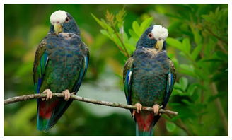 怎样让鹦鹉快速认主人 鹦鹉喜欢人摸哪里