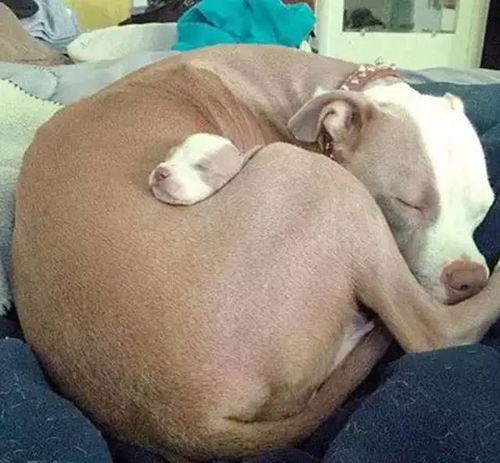 我怀了自己狗的孩子 一个女生怀了一只小狗