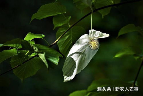 我国植物界的三大活化石 中国最珍稀的10种植物