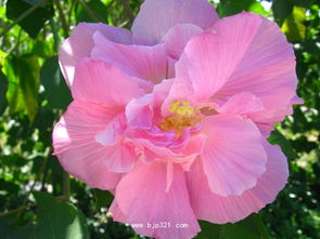 成都的省花是什么花 芙蓉花是湖南的省花吗