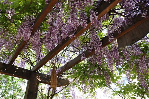 房子东边种紫藤风水好吗 紫藤种院内最佳位置风水