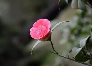 我国确定国花了吗 中国官方承认的国花