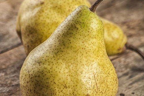 折耳根比喻人什么意思 折耳根网络用语