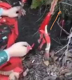 挖野人参会跑是真的吗 人参逃跑全过程视频