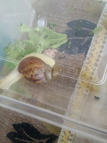 把蜗牛头剪掉会死吗 蜗牛壳碎了疼吗
