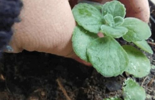 扦插完需要立刻浇水吗 扦插是先浇水还是插完浇水