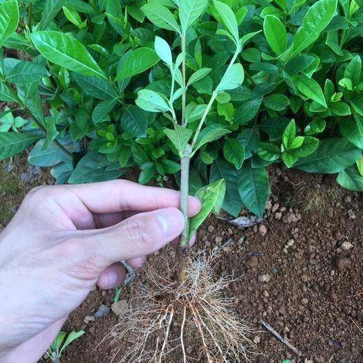 扦插苗和原生苗哪个好 扦插苗为什么寿命短