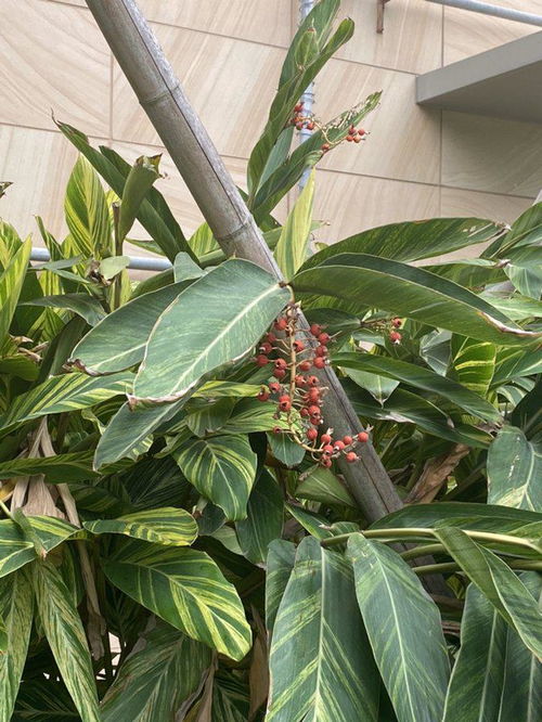 投什么报什么植物名 什么一现四字词语填植物名