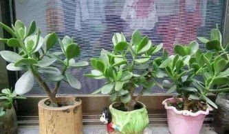 扦插玉树多久浇一次水 刚扦插的玉树如何浇水