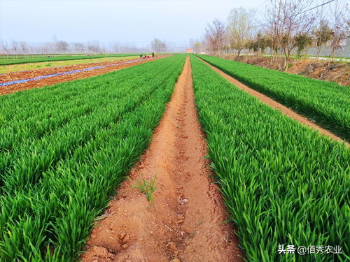拿敌稳不能和哪些农药混用 拿的稳农药打小麦怎么样