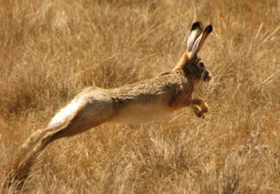 打死一只野兔会判几年 去山上打野兔犯法吗