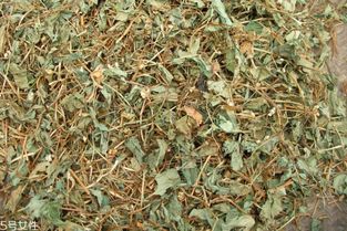 折耳根就是鱼腥草吗 鱼腥草对男性性功能有影响吗