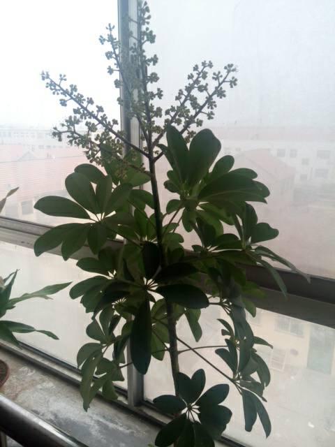 招财树会开花有啥征兆 发财树突然开花预兆风水