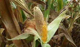 打过精喹禾灵几天能种玉米 喷了精喹禾灵的地种玉米