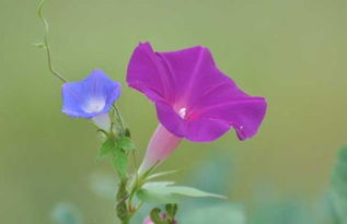 打碗花与牵牛花的区别 打碗花名字的由来
