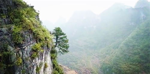 把迎客松砍了判死刑吗 迎客松最早谁发现的