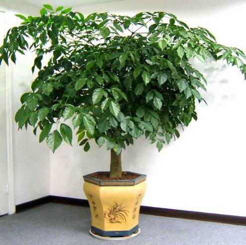 招财树放在哪里最旺财 招财树客厅一般放几颗