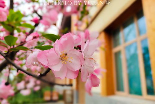 拍了拍我说海棠花开我们就见 微信拍一拍等海棠花开再见