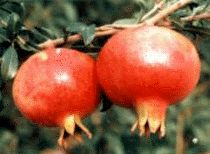 扦插石榴的最佳时间 石榴扦插生根最快方法