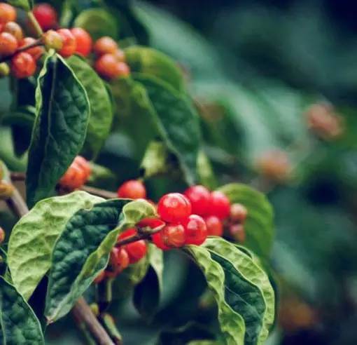 插茱萸是什么节日的风俗 茱萸的图片