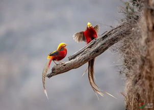 摘下梧桐树 引来金凤凰 梧桐引得凤凰来,你若盛开......