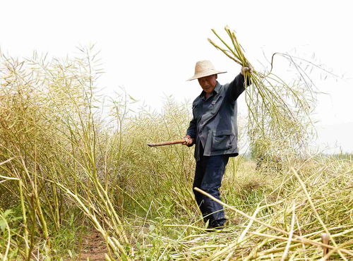 撒了菜籽马上要浇水吗 刚种上的菜籽怎么浇水