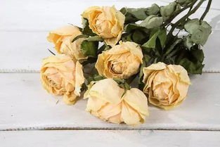 收到鲜花放几天再醒 鲜花提前三天到了怎么办