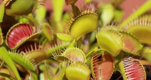 捕蝇草一直闭着怎么办 给捕蝇草喂什么最好