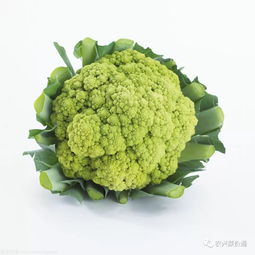 播种花菜最佳时间 花菜育苗时间和方法