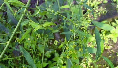 播种的正确顺序是什么 7一8月份种什么农作物