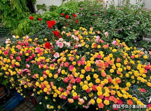 提醒大家千万别种藤彩虹 藤彩虹开花太吓人了