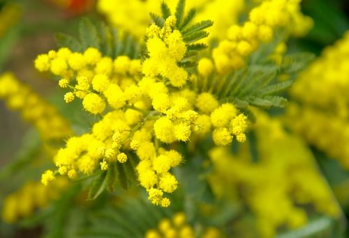 描写含羞草的外形 作文《含羞草》