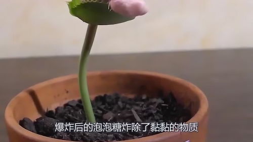 捕蝇草的嘴巴扒开会死吗 捕蝇草黑夹子要剪掉吗
