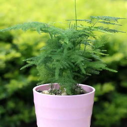 文竹不能喷叶面水 文竹一天喷几次叶面水