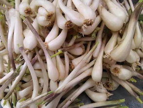 教头菜怎么做好吃 怎么腌制藠头才好吃