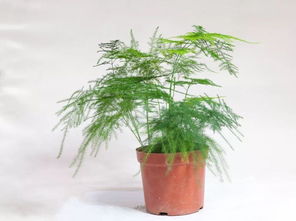 文竹发黄了怎么办小妙招 叶片发黄是缺什么肥料