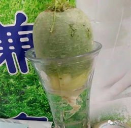 敌敌畏能打白菜萝卜吗 白菜怎样喷敌敌畏最好