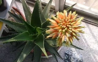 接受别人送的芦荟好不好 扔掉家里的芦荟后运气好了吗